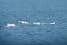 Huawei AI delivers early success in protecting Chinese white dolphins in Xiamen Bay.