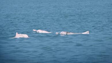 Huawei AI Achieves Breakthrough Success in Dolphin Conservation 1 Huawei AI delivers early success in protecting Chinese white dolphins in Xiamen Bay.