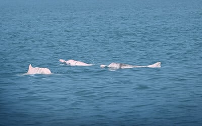 Huawei AI delivers early success in protecting Chinese white dolphins in Xiamen Bay.