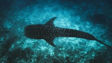 Tech4Nature Maldives uses digital tools to protect whale sharks and support eco-tourism.